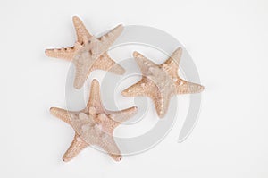Three peach sand colored starfish isolated photo