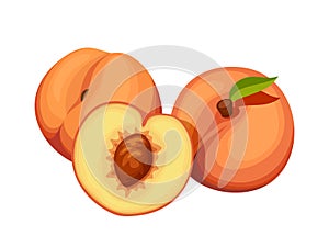 Three peaches. Vector illustration.