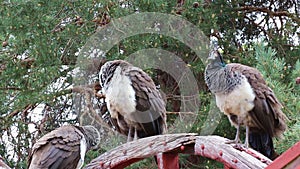 Three Peacock Female Birds On Wooden Wheel