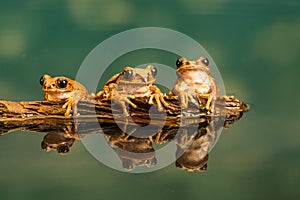 Three Peacock tree frogs Leptopelis vermiculatus. Reflections in the water photo