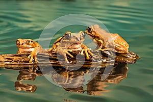 Three Peacock tree frogs Leptopelis vermiculatus. Reflections in the water