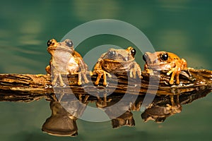 Three Peacock tree frogs Leptopelis vermiculatus. Reflections in the water