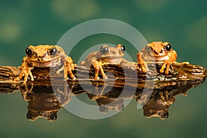 Three Peacock tree frogs Leptopelis vermiculatus. Reflections in the water