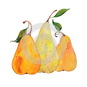 Watercolor three pears
