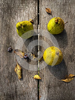 Three pears on a wooden table, autumn landscape