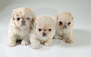Three pekinese puppies photo