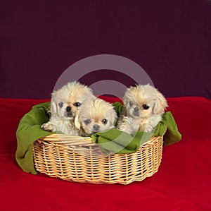 Three pekinese puppies photo