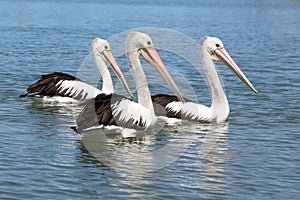 Three pelicans