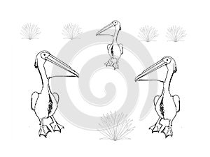 Three pelicans, colouring book page uncolored