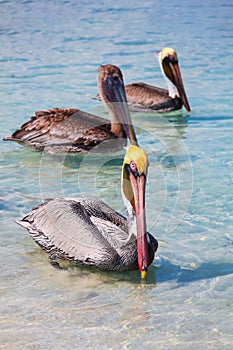 Three Pelicans drift in the blue sea on the beach Varadero, Cuba.