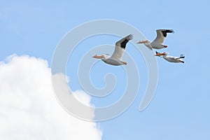 Three Pelicans Fly into a Cloud