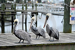 Three Pelicans form a posse just outside a marina bait shop