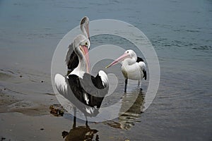 Three  pelicans at Illawara Lake Australia