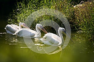 Three Pelicans in a lake.