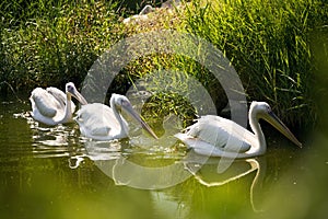 Three Pelicans in a lake.