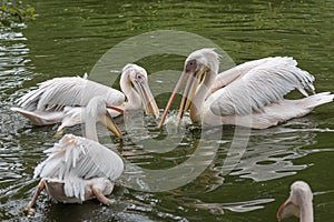 Three pelicans (pelecanus) with opened beaks for feeding swim in a lake