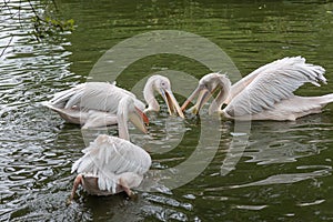 Three pelicans (pelecanus) with opened beaks swim together in a lake