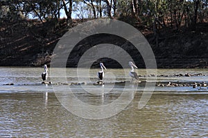 Three Pelicans on a rock bed in the middle of a low river.