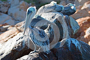 Three Pelicans roosting on Pelikan rock and boulders at Lands End in Cabo San Lucas Baja Mexico