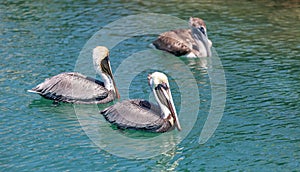 Three pelicans in the sea in Miami