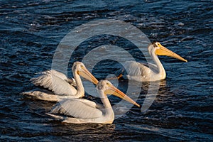Three Pelicans Swimming
