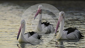 Three pelicans swimming