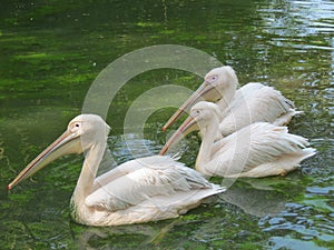 Three pelicans swimming in the lake