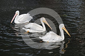 Three pelicans swimming at the San Antonio Zoo in Texas