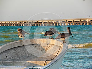 Pelicans taking a rest in a boat at Progreso beach, Yucatan, Mexico photo