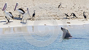 Three pelicans watch a sea lion approaching coming out of the water on the sandy beach of Penguin Island, Rockingham, Australia