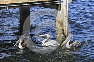 Three Pelicans in the Water