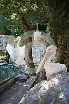 Three pelicans at zoo with tree and