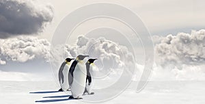 Three penguins