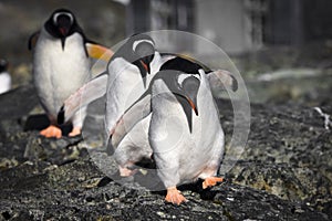 Three penguins