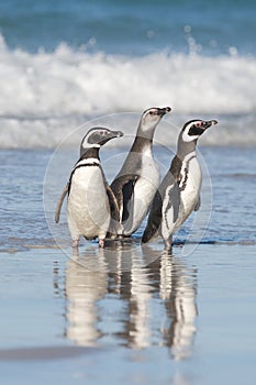 Three Penguins