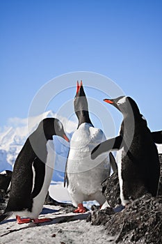 Three penguins