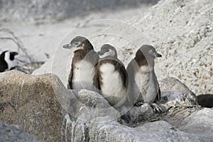 Three penguins