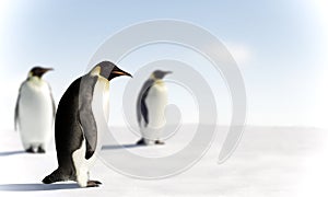 Three penguins in Antarctica