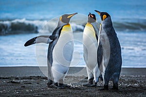 Three penguins on beach with surf behind