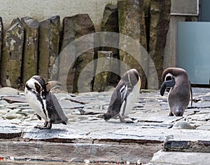 Three penguins grooming