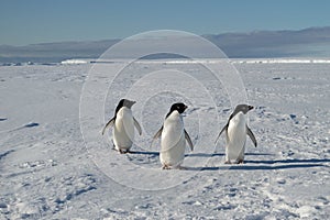 Three penguins posing for they camwra