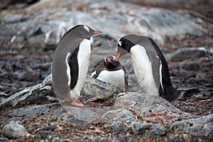 Three penguins with red beaks chatting with each other in Antarctica