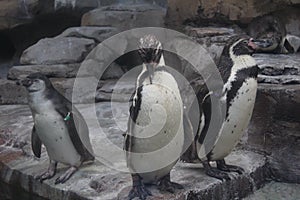 Three penguins standing in a group