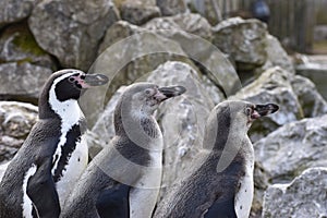 Three penguins are standing together on a shore of a lake