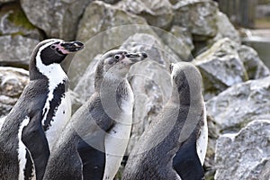 Three penguins are standing together on a shore of a lake