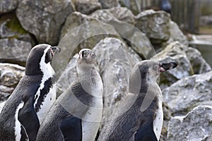 Three penguins are standing together on a shore of a lake