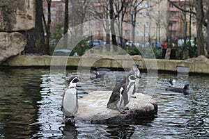 Three penguins on a stone in the water.