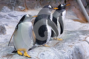 Three penguins on the stones at the edge are preparing to jump into the sea