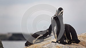 Three penguins sunning on the rocks