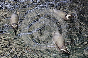 Three penguins swimming